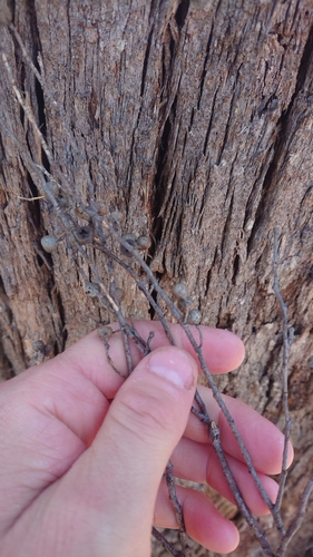 Image of Black Peppermint (Eucalyptus amygdalina) by (c) Yoav Daniel Bar-Ness, some rights reserved (CC BY)