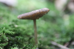Entoloma conferendum