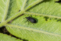 Magdalis ruficornis