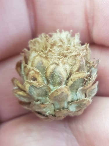 Oak Artichoke Gall Wasp