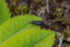 Magdalis ruficornis