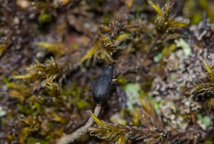 Magdalis ruficornis