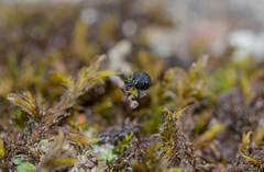 Magdalis ruficornis