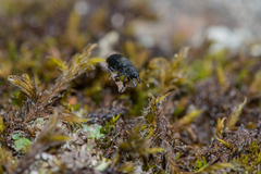 Magdalis ruficornis