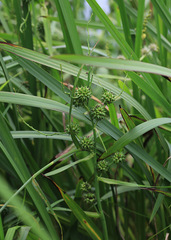 Sparganium eurycarpum coreanum