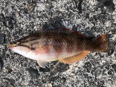 Pseudolabrus eoethinus