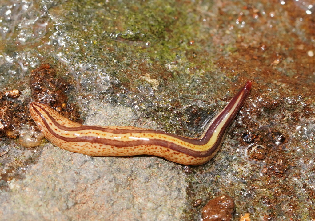 howitt's planarian
