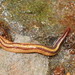 Howitt's Planarian - Photo (c) Reiner Richter, some rights reserved (CC BY-NC-SA), uploaded by Reiner Richter