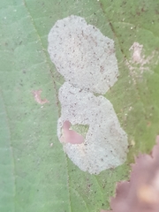 Phyllonorycter coryli