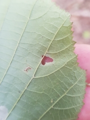 Phyllonorycter coryli
