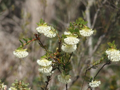Pimelea lehmanniana