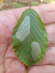 Phyllonorycter esperella