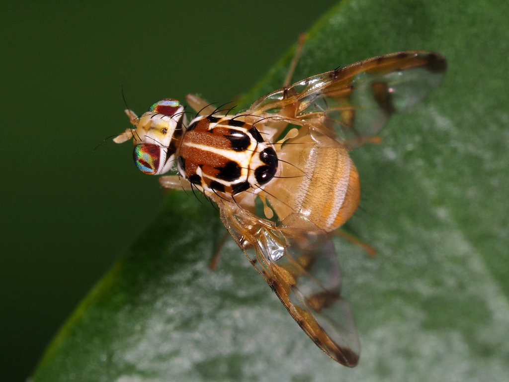 Caper Fly