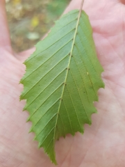 Phyllonorycter esperella