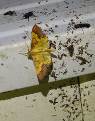 Meroctena staintonii