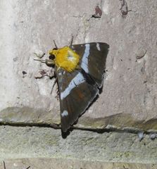 Buzara infractafinis