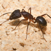 Camponotus barbaricus - Photo (c) Dani Gutierrez, some rights reserved (CC BY-NC), uploaded by Dani Gutierrez