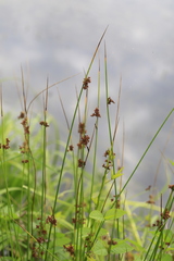 Juncus decipiens