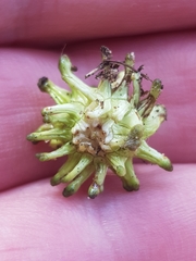 Andricus grossulariae