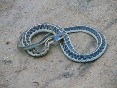 Thamnophis cyrtopsis collaris