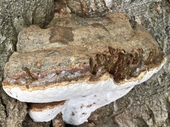 Ganoderma pfeifferi