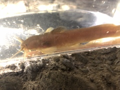 Liobagrus reinii