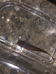Liobagrus reinii