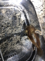 Liobagrus reinii