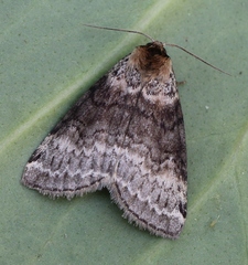 Tetheella fluctuosa