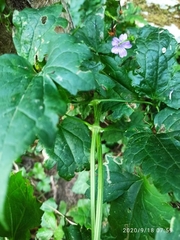 Geranium nodosum