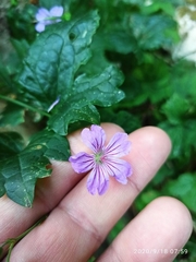 Geranium nodosum