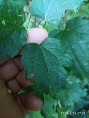Geranium nodosum