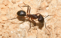 Camponotus barbaricus