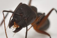 Camponotus barbaricus