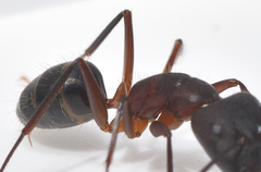 Camponotus barbaricus