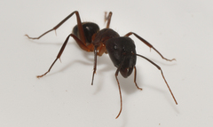 Camponotus barbaricus