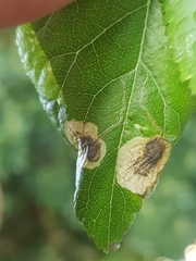 Stigmella plagicolella