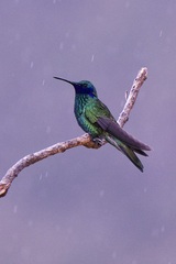 Colibri coruscans coruscans