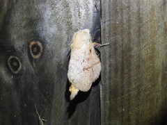 Cyclophragma cyclomela