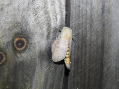 Cyclophragma cyclomela