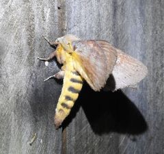 Cyclophragma cyclomela