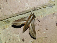 Hippotion boerhaviae