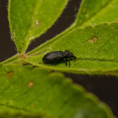 Magdalis ruficornis