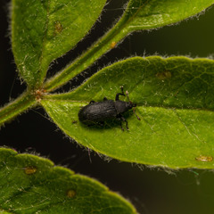 Magdalis ruficornis