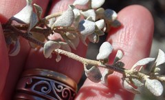 Chenopodium desertorum microphyllum