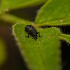 Magdalis ruficornis