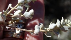 Chenopodium desertorum microphyllum