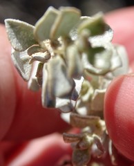 Chenopodium desertorum microphyllum