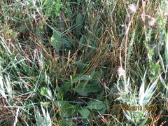 Scandix pecten-veneris