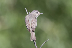 Warbling Vireo photo 5